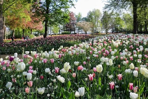 Ngắm vườn hoa tulip rực rỡ tại Hà Lan giữa mùa dịch
