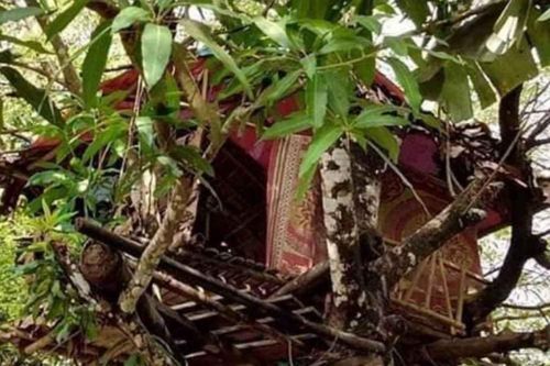 Dịch COVID-19: Tự cách ly bằng cách sống ở trên cây