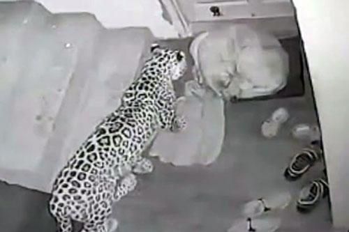 Báo lẻn vào nhà dân săn trộm chó và cái kết vô cùng bất ngờ