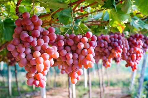 10 loại thực phẩm phổ biến để kiểm soát huyết áp