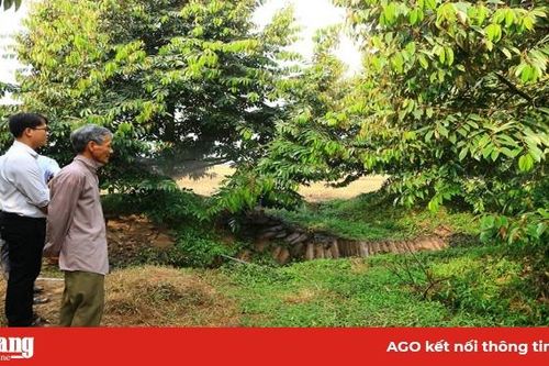 Trồng sầu riêng mang lại hiệu quả kinh tế cao