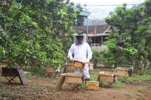 Mùa con ong đi lấy mật