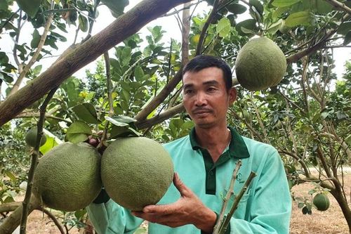 Khánh Hòa: Đưa bưởi da xanh Khánh Vĩnh thành cây trồng chủ lực