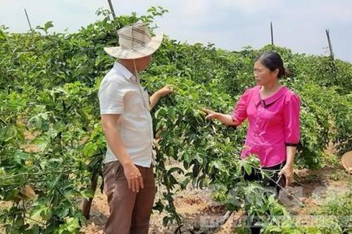 Người trồng chanh dây Bắc Tây Nguyên điêu đứng vì giống dỏm