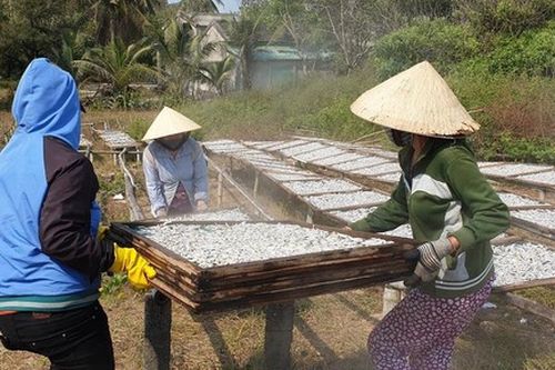Làng nghề hấp cá tất bật vào vụ