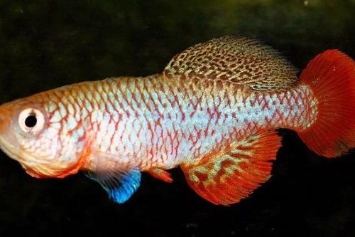 Cá Killi - chìa khóa ngăn chặn lão hóa ở con người