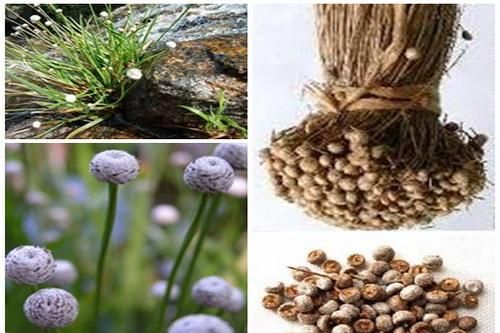 Bài thuốc hỗ trợ chữa đục thủy tinh thể