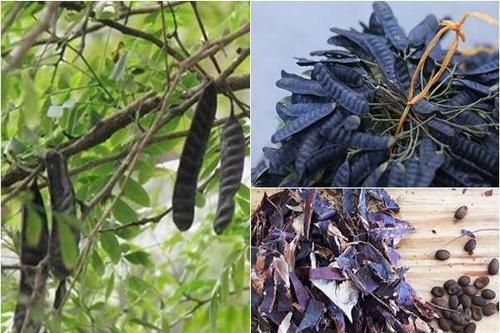 Bồ kết thông khiếu, sát khuẩn