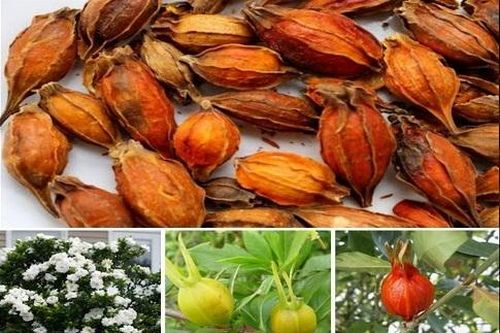 Bài thuốc trị viêm lợi, răng