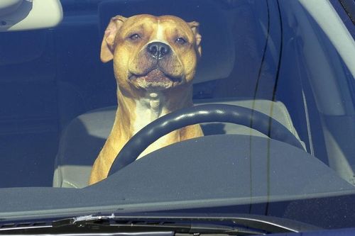 Nam thanh niên bị bắt vì cho chó pitbull tập lái ôtô