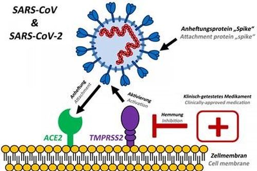 SARS-CoV-2 dễ xâm nhập cơ thể người hơn virus khác