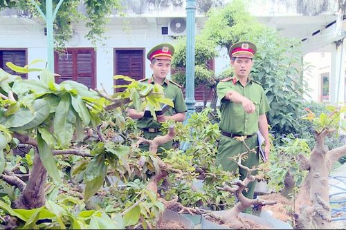 Nghệ nhân trộm cây cảnh
