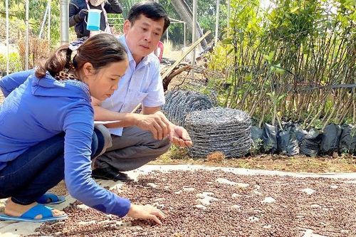 Chuyên gia Viện KHKT Nông - Lâm nghiệp Tây Nguyên: 'Đàn hương là vấn đề nóng hổi cần Nhà nước quan tâm'