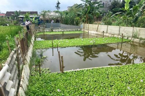 Nghệ An: Ngăn ruộng, thả bèo nuôi cua cho thu nhập 'khủng'