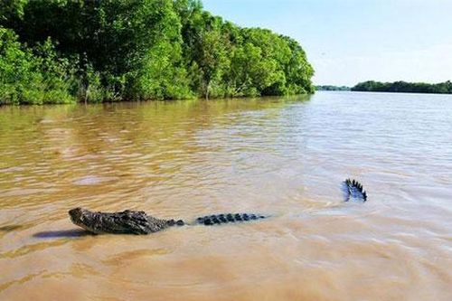 Khám phá 'hòn đảo cá sấu' Ramee - nơi thách thức những kẻ gan dạ nhất thế giới