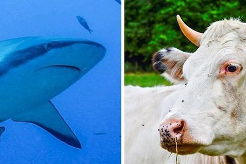 16 khám phá thú vi về động vật có thể bạn chưa biết (P1)