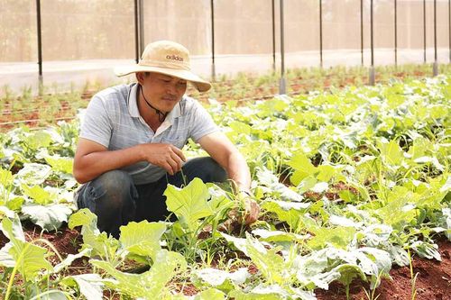 Đẩy mạnh sản xuất rau, hoa và cây ăn quả trên địa bàn Gia Lai