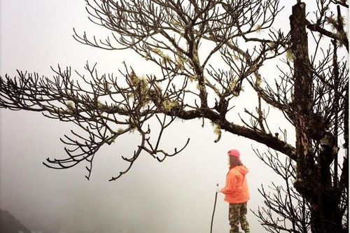 Những đóa hoa bung nở tuyệt đẹp trên đỉnh núi Tây Bắc