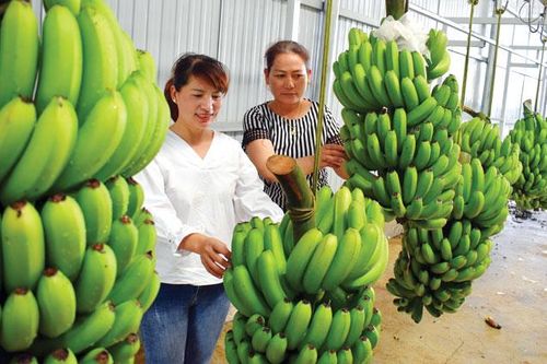 Tìm sao trong OCOP Lâm Đồng (Bài 3)
