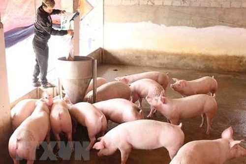 Nhiều doanh nghiệp cam kết đưa giá lợn về 70.000 đồng mỗi kg