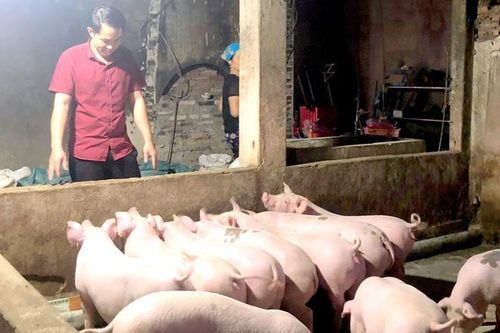 Nhanh chóng tái đàn an toàn, bình ổn giá lợn