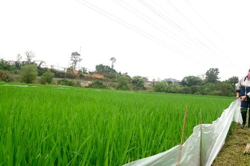 Nạn chuột phá hoại lúa xuân