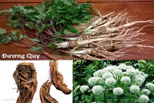 Một số bài thuốc quý trị chứng ôn dịch lây qua đường hô hấp