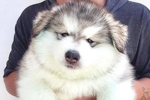 Xem ảnh xong, bạn sẽ tin chó Malamute là những 'gã khổng lồ' mặt ngố và hiền khô