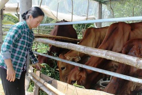 Nỗ lực giảm nghèo