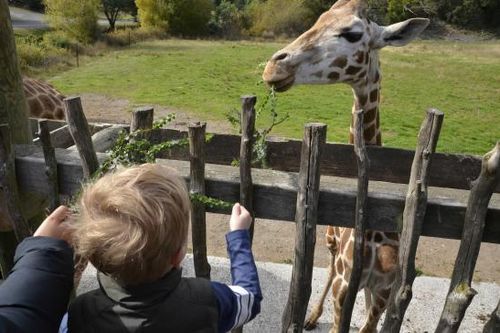 Động vật trong sở thú New Zealand cô đơn vì lệnh phong tỏa