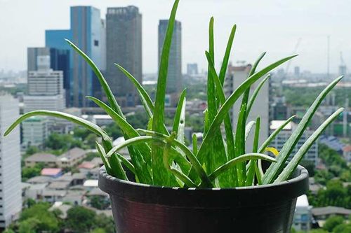 Dịch COVID-19: Ở nhà trồng cây, may vá, nấu ăn…