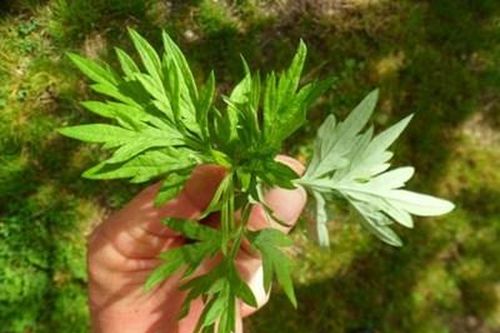 Tuyệt chiêu chấm dứt bệnh trĩ nhờ lá ngải cứu