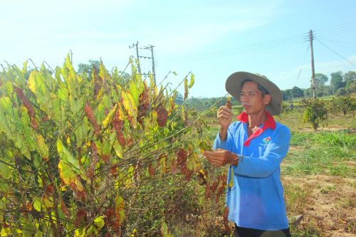 Đắk Lắk: Hơn năm nghìn hecta cây trồng 'khát' nước