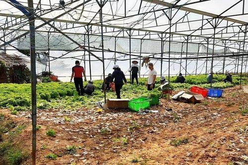 Nhiều nông dân ở Đà Lạt ngậm ngùi đổ bỏ rau do đứt chuỗi liên kết
