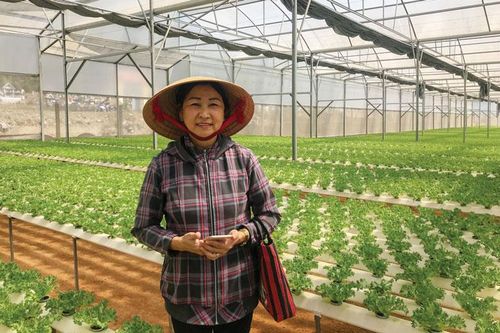 Vườn thủy canh lớn giữa vùng rau Đơn Dương