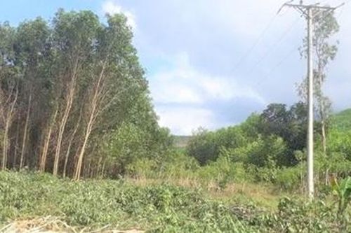 Kiên quyết ngăn chặn nạn phá rừng, săn bắt động vật hoang dã