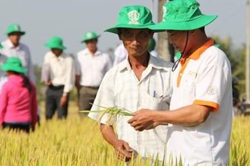 Lai tạo giống cây thích ứng với hạn, mặn vùng Đồng bằng sông Cửu Long