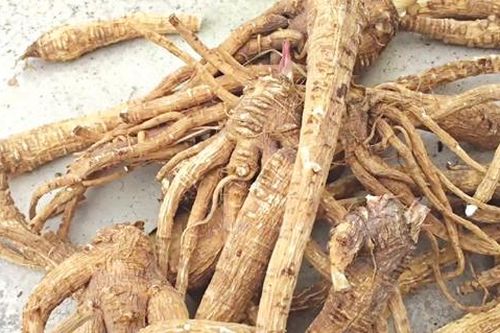 Bạch chỉ được cả dưỡng nhan lẫn nhuận sắc
