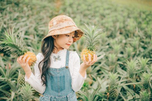 Đồi dứa Bắc Giang vào mùa chín vàng, đẹp thơ mộng