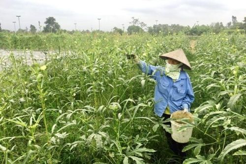 Ảnh hưởng dịch Covid-19, tổng giá trị sản xuất nông nghiệp Hà Nội giảm 1,17%