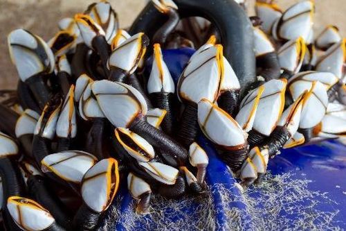 Ốc cổ ngỗng - hải sản giá 'cắt cổ' chỉ dành cho người giàu