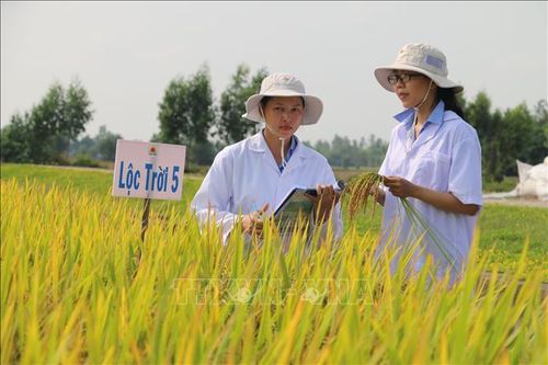 An Giang đi đầu về xã hội hóa giống lúa