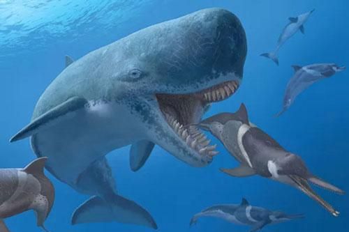 Cá voi cổ đại Melvillei, 'cơn ác mộng' của cá mập Megalodon