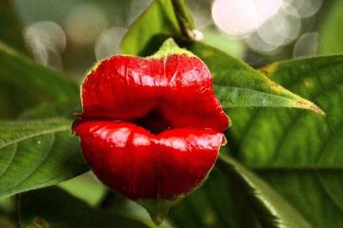 Hết hồn với những loài thực vật 'bắt chước' bộ phận cơ thể người như thật