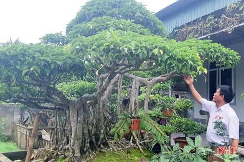 'Mê mẩn' trước vẻ đẹp vườn cây cảnh độc lạ ở Hà Tĩnh