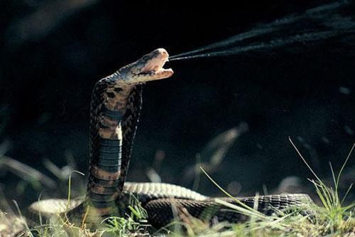 17 loài rắn cực độc, đe dọa tính mạng con người
