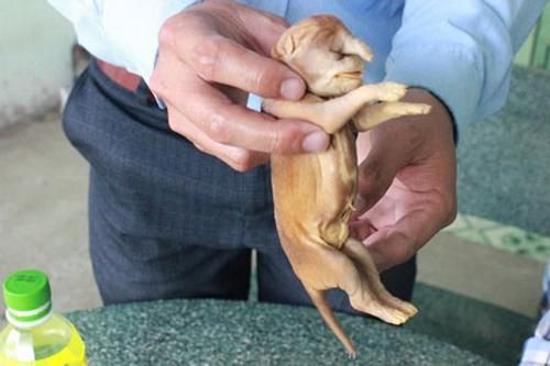 Đồng Nai: Chó đẻ ra 'voi' gây xôn xao