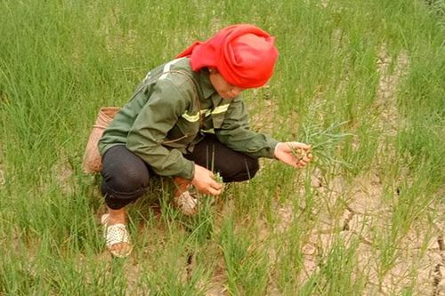 Nguy cơ mất mùa vì hạn hán