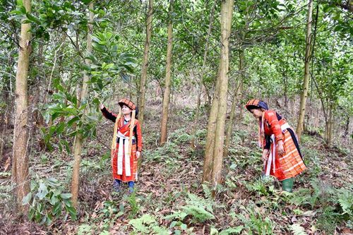 Linh Phú phát triển kinh tế rừng