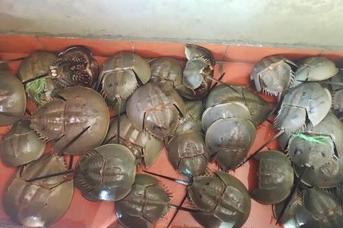 5 người đàn ông ngộ độc do ăn so biển